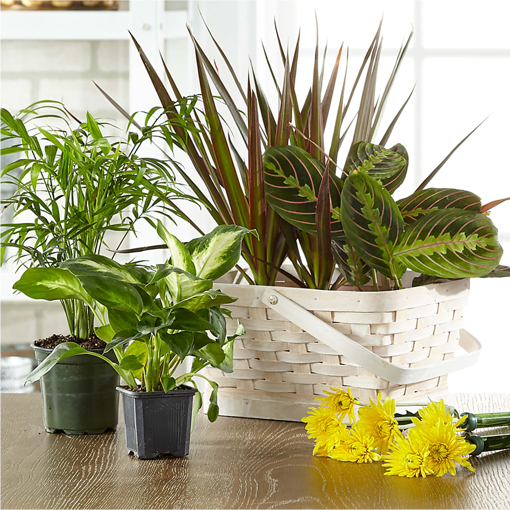 Florist Designed Blooming and Green Plants in a Basket – SWEET CREATIONS BROOKFIELD FLWRS & BLLNS, Brookfield IL