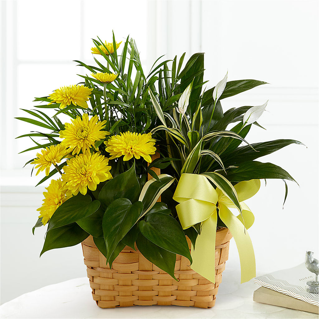 Loving Light Dishgarden – SWEET CREATIONS BROOKFIELD FLWRS & BLLNS, Brookfield IL