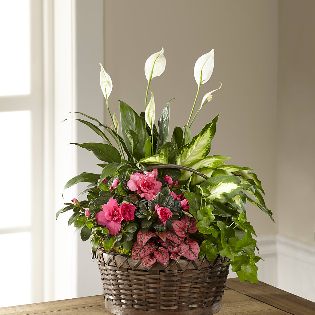 Dream in Pink Dishgarden – SWEET CREATIONS BROOKFIELD FLWRS & BLLNS, Brookfield IL