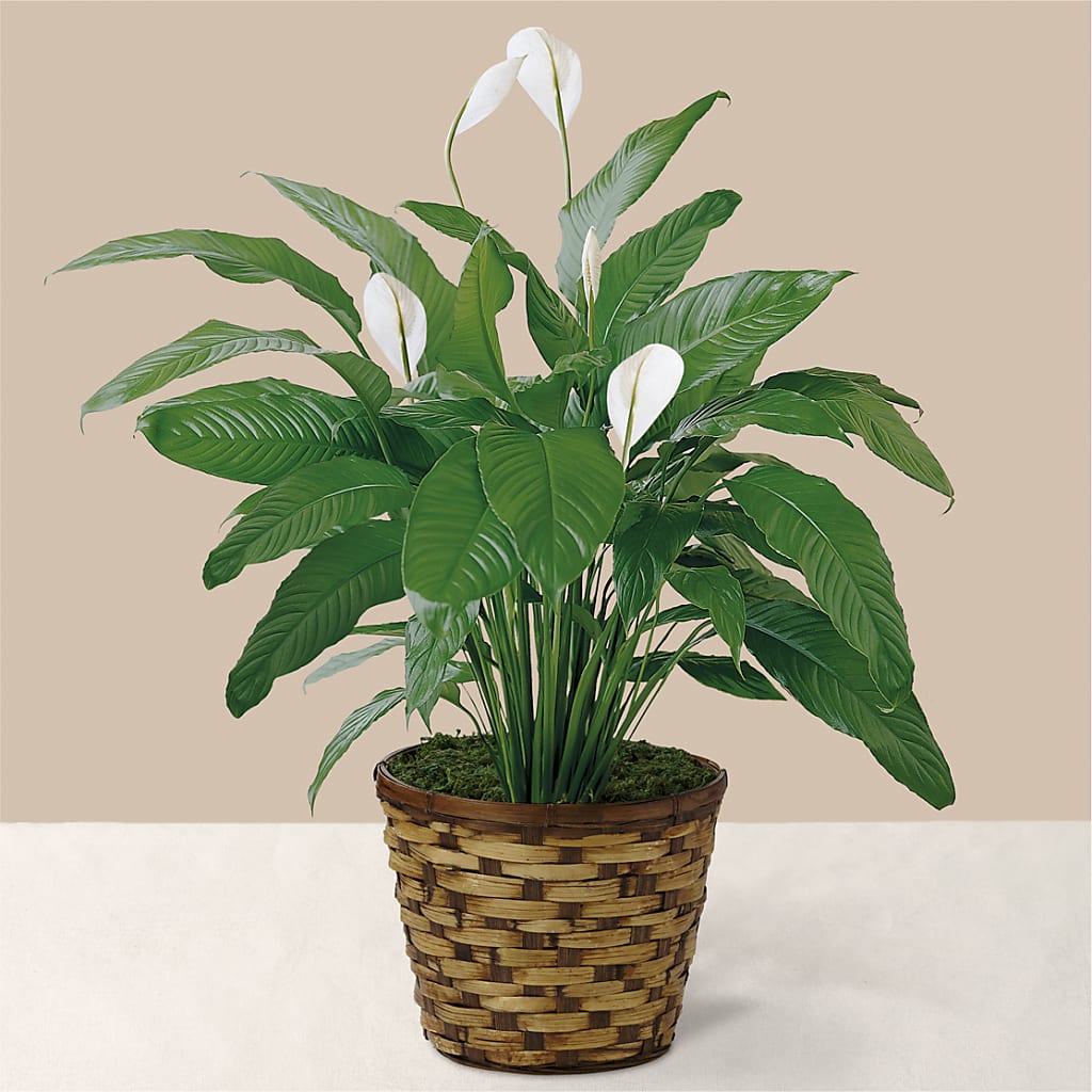 Tranquil Moments Peace Lily Plant – SWEET CREATIONS BROOKFIELD FLWRS & BLLNS, Brookfield IL