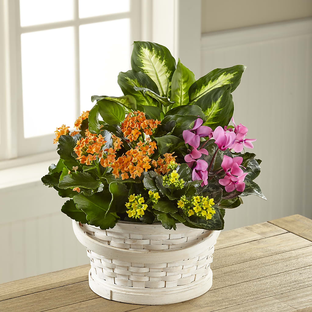 Color Crush Dishgarden – SWEET CREATIONS BROOKFIELD FLWRS & BLLNS, Brookfield IL