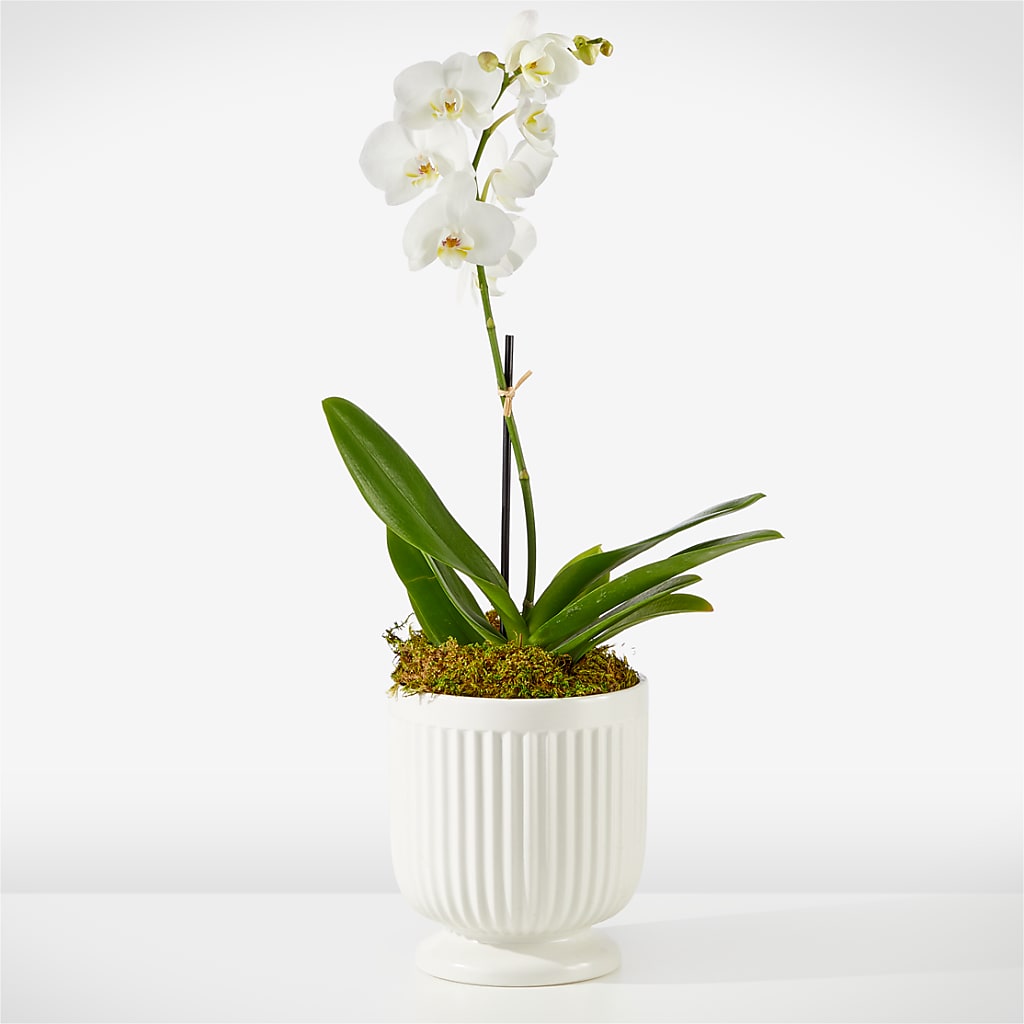 Whispering White Orchid – SWEET CREATIONS BROOKFIELD FLWRS & BLLNS, Brookfield IL