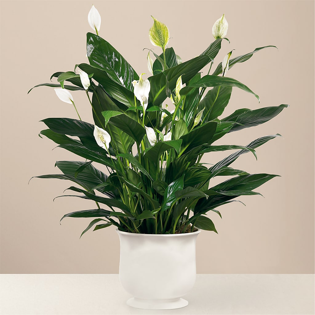 Comfort Planter – SWEET CREATIONS BROOKFIELD FLWRS & BLLNS, Brookfield IL