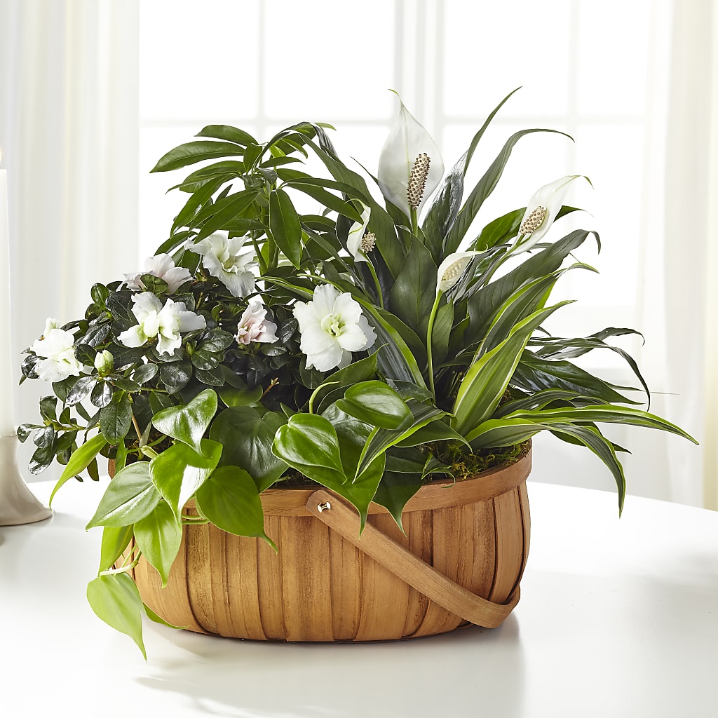 Serene Dishgarden – SWEET CREATIONS BROOKFIELD FLWRS & BLLNS, Brookfield IL