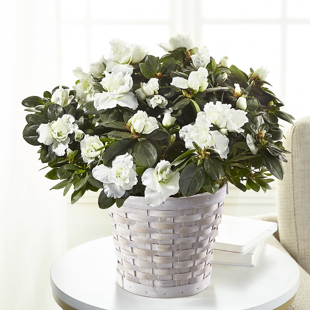 White Azalea Plant – SWEET CREATIONS BROOKFIELD FLWRS & BLLNS, Brookfield IL