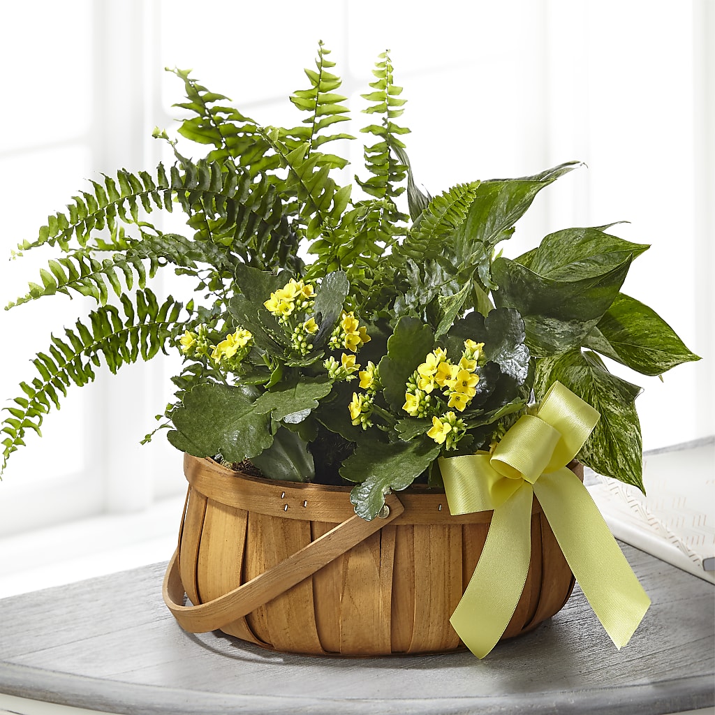 Always Dear Dishgarden – SWEET CREATIONS BROOKFIELD FLWRS & BLLNS, Brookfield IL