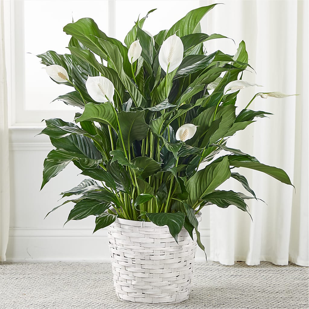 A New Leaf Peace Lily – SWEET CREATIONS BROOKFIELD FLWRS & BLLNS, Brookfield IL