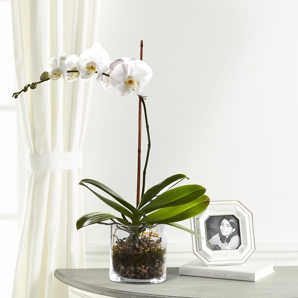 White Orchid Planter – SWEET CREATIONS BROOKFIELD FLWRS & BLLNS, Brookfield IL