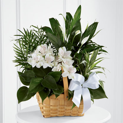Peace & Serenity Dishgarden – SWEET CREATIONS BROOKFIELD FLWRS & BLLNS, Brookfield IL