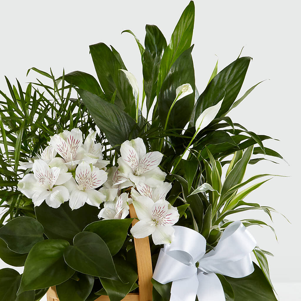 Peace & Serenity Dishgarden – SWEET CREATIONS BROOKFIELD FLWRS & BLLNS, Brookfield IL