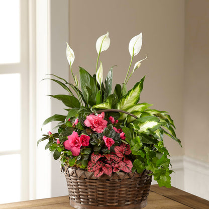 Dream in Pink Dishgarden – SWEET CREATIONS BROOKFIELD FLWRS & BLLNS, Brookfield IL