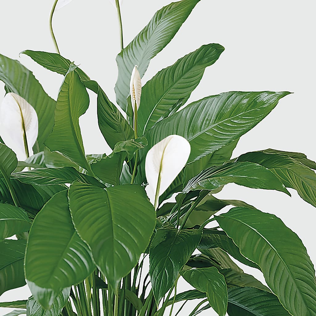 Tranquil Moments Peace Lily Plant – SWEET CREATIONS BROOKFIELD FLWRS & BLLNS, Brookfield IL