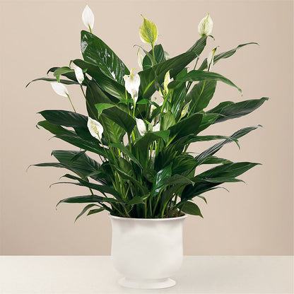 Comfort Planter – SWEET CREATIONS BROOKFIELD FLWRS & BLLNS, Brookfield IL