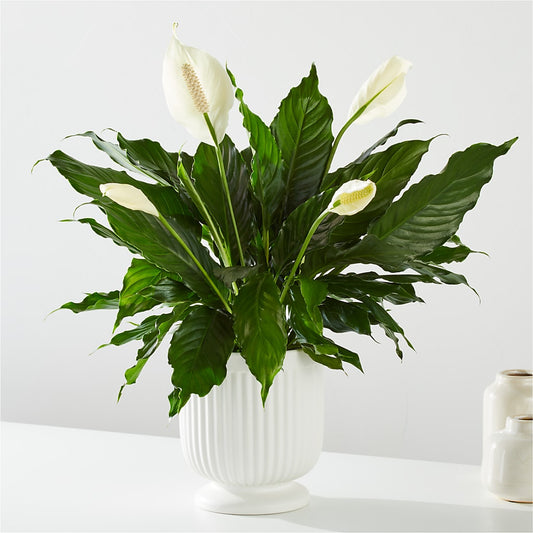 Comfort Planter – SWEET CREATIONS BROOKFIELD FLWRS & BLLNS, Brookfield IL
