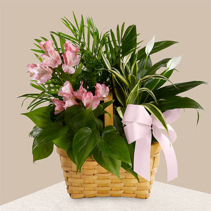 Living Spirit Dishgarden – SWEET CREATIONS BROOKFIELD FLWRS & BLLNS, Brookfield IL