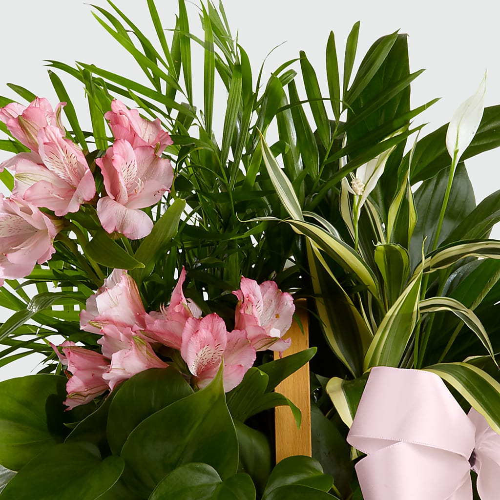 Living Spirit Dishgarden – SWEET CREATIONS BROOKFIELD FLWRS & BLLNS, Brookfield IL