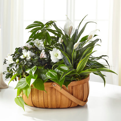 Serene Dishgarden – SWEET CREATIONS BROOKFIELD FLWRS & BLLNS, Brookfield IL