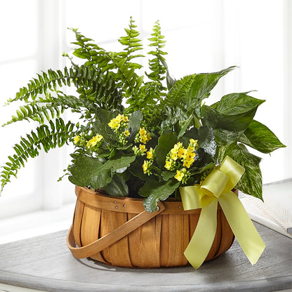 Always Dear Dishgarden – SWEET CREATIONS BROOKFIELD FLWRS & BLLNS, Brookfield IL