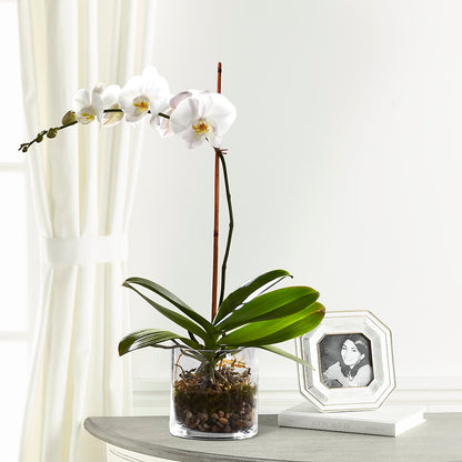 White Orchid Planter – SWEET CREATIONS BROOKFIELD FLWRS & BLLNS, Brookfield IL