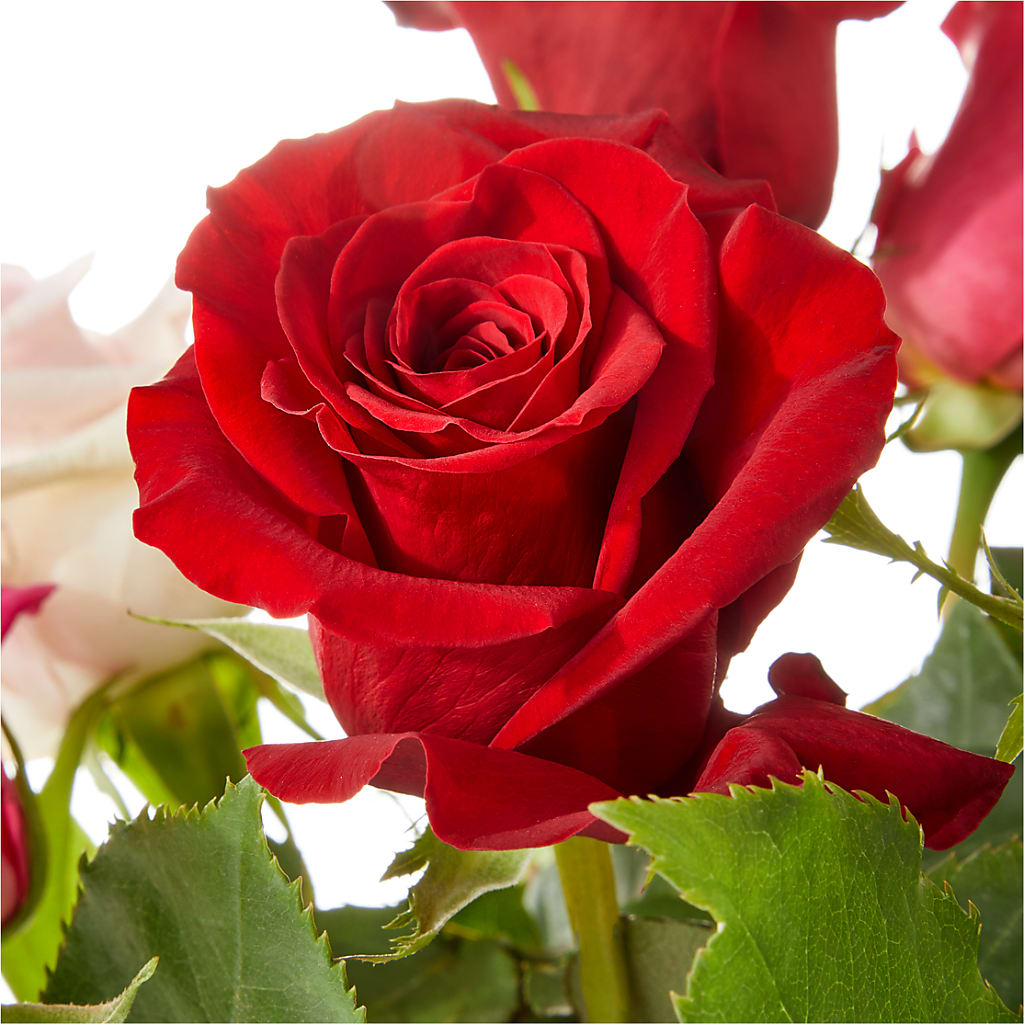 Love Notes Rose Bouquet – SWEET CREATIONS BROOKFIELD FLWRS & BLLNS, Brookfield IL