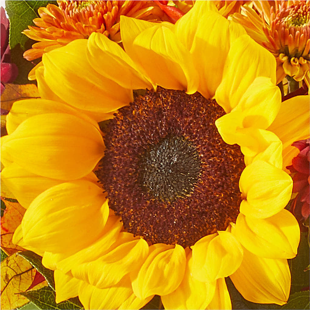 Sunny Side Bouquet – SWEET CREATIONS BROOKFIELD FLWRS & BLLNS, Brookfield IL